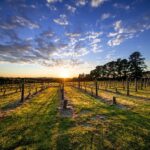 From Melbourne: Mornington Peninsula Food & Wine Taste Trail - What’s Included and What’s Not