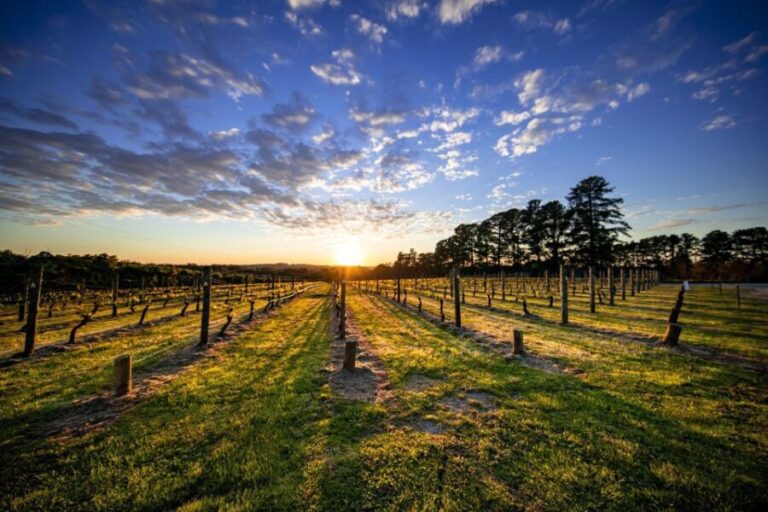 From Melbourne: Mornington Peninsula Food & Wine Taste Trail - What’s Included and What’s Not