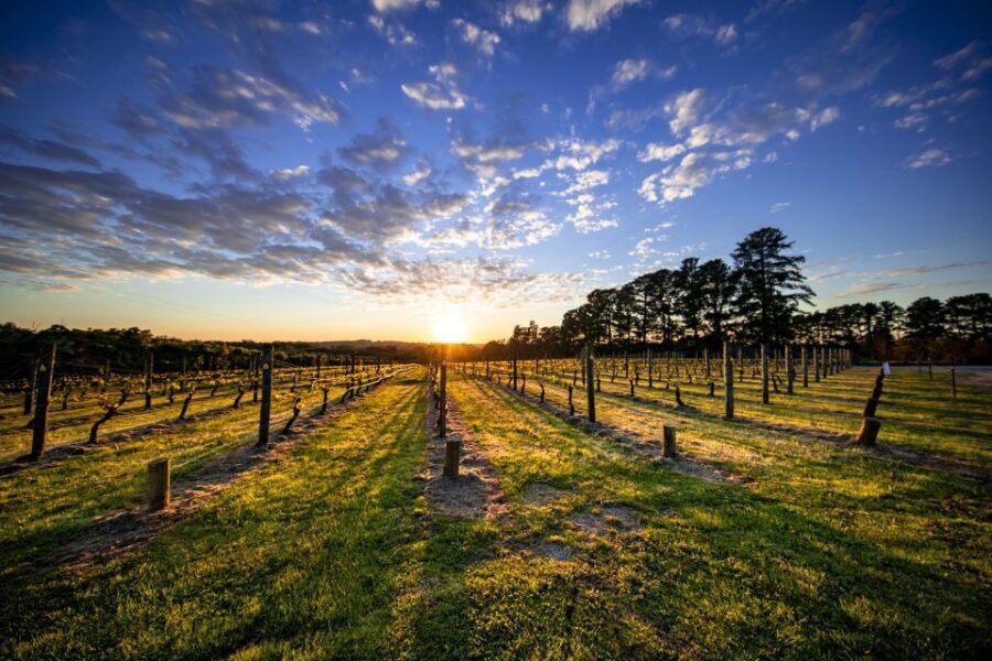 From Melbourne: Mornington Peninsula Food & Wine Taste Trail - What’s Included and What’s Not