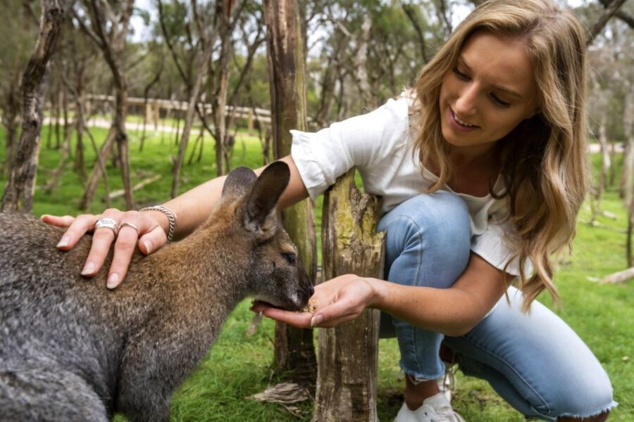 From Melbourne: Penguins and Wildlife Nature Day Tour - Exploring the Itinerary: What to Expect