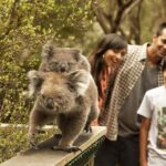 From Melbourne: Phillip Is Penguin Parade & Koala Reserve - The Penguin Parade – The Grand Finale