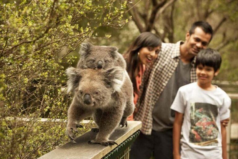 From Melbourne: Phillip Is Penguin Parade & Koala Reserve - The Penguin Parade – The Grand Finale