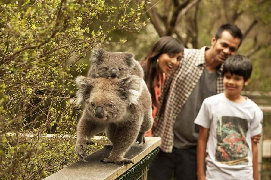 From Melbourne: Phillip Is Penguin Parade & Koala Reserve - The Penguin Parade – The Grand Finale