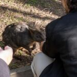 From Melbourne: Phillip Island and Penguin Parade Day Tour - Analyzing the Value and Practicalities
