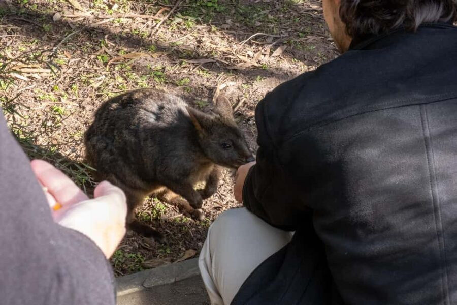 From Melbourne: Phillip Island and Penguin Parade Day Tour - Analyzing the Value and Practicalities