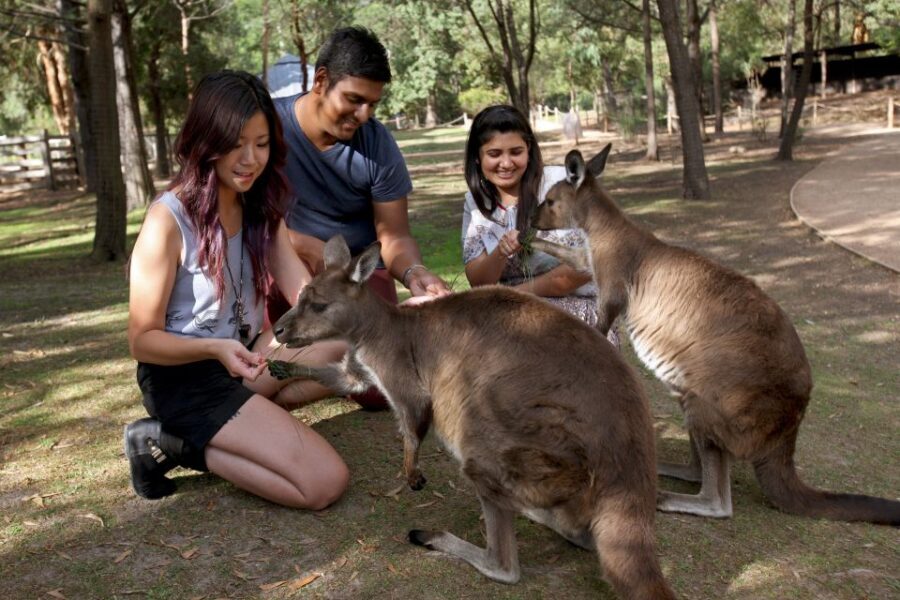 From Melbourne: Puffing Billy Steam Train & Wildlife Tour - What to Expect from the Tour