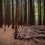 From Melbourne: Redwoods Forest & Yarra Valley Wine Tour - Who is this tour best suited for?