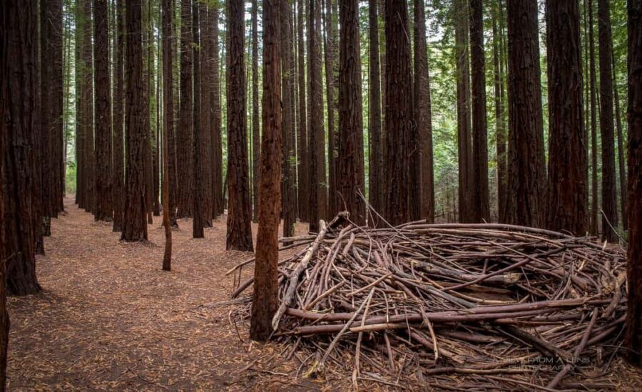 From Melbourne: Redwoods Forest & Yarra Valley Wine Tour - Who is this tour best suited for?