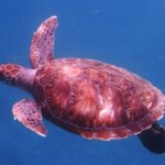 From Mindelo: São Vicente's Enchanting Sea Turtle Snorkeling - The Journey Begins: Pickup and Initial Impressions