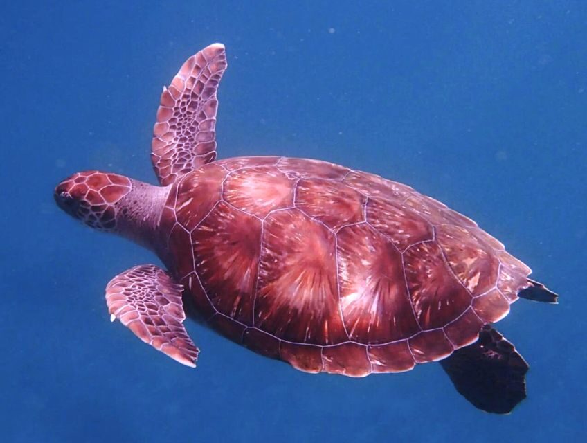 From Mindelo: São Vicente's Enchanting Sea Turtle Snorkeling - The Journey Begins: Pickup and Initial Impressions