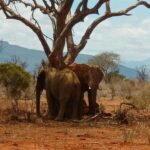 From Mombasa: 3-Day Tsavo East and Tsavo West Safari - What Travelers Can Expect