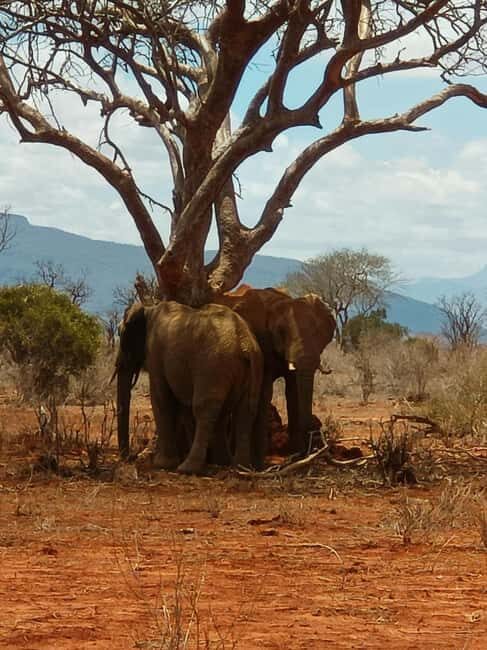 From Mombasa: 3-Day Tsavo East and Tsavo West Safari - What Travelers Can Expect