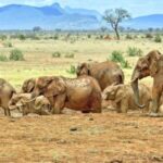 From Mombasa: 3-Day Tsavo West National Park Safari - What Makes This Safari Stand Out