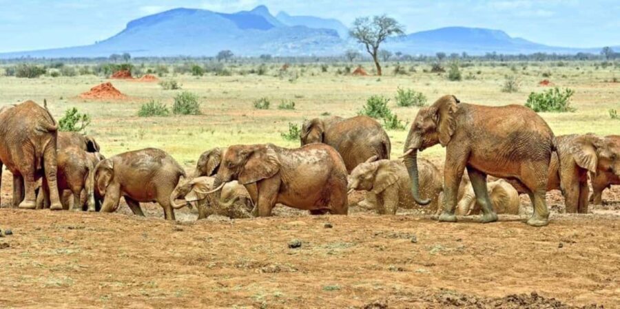 From Mombasa: 3-Day Tsavo West National Park Safari - What Makes This Safari Stand Out