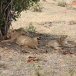 From Mombasa: 5-Day Safari to Tsavo East $ Saltlick Lodge - Exploring the 5-Day Safari Itinerary