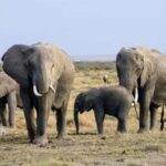 From Mombasa: Day Tour to Tsavo East National Park - What Makes This Tour Stand Out?