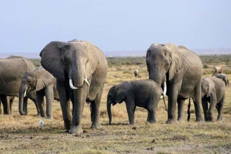 From Mombasa: Day Tour to Tsavo East National Park - What Makes This Tour Stand Out?