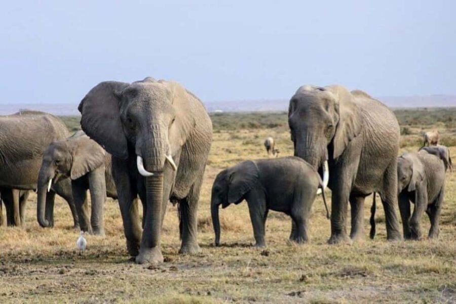 From Mombasa: Day Tour to Tsavo East National Park - What Makes This Tour Stand Out?