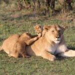 From Mombasa/Diani: 2-Days 1-Night Tsavo East Private Safari - An Overview of the Tsavo East Safari Experience