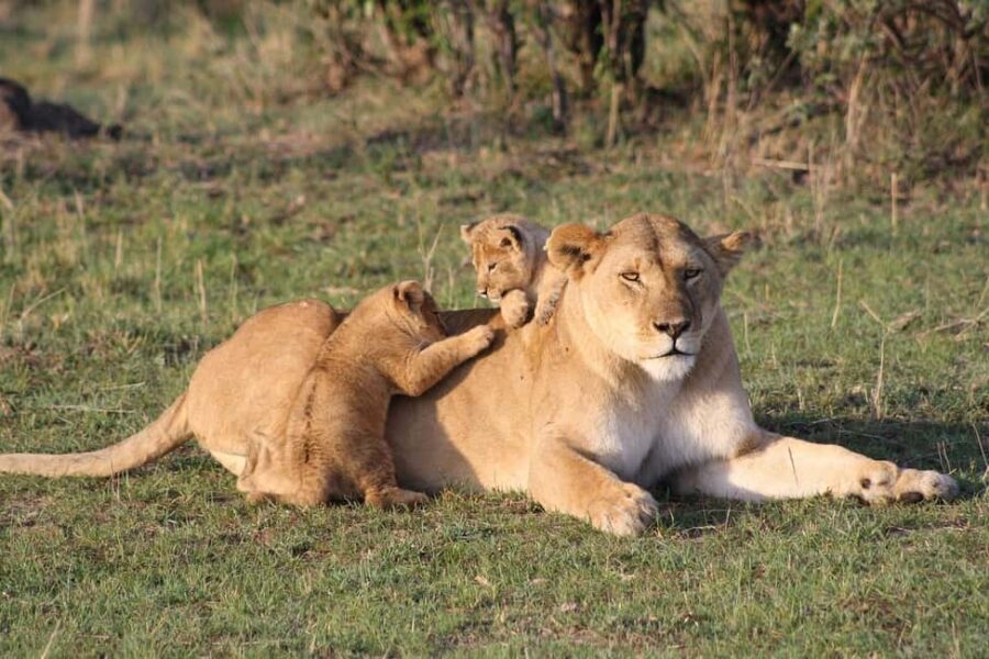 From Mombasa/Diani: 2-Days 1-Night Tsavo East Private Safari - An Overview of the Tsavo East Safari Experience