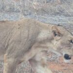 From Mombasa/Diani: 3-Day Tsavo East and Amboseli Safari - Starting Point: Mombasa or Diani