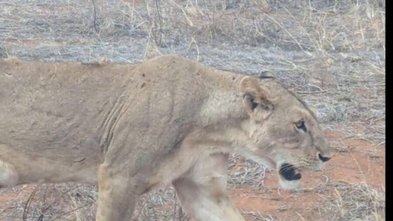 From Mombasa/Diani: 3-Day Tsavo East and Amboseli Safari - Starting Point: Mombasa or Diani
