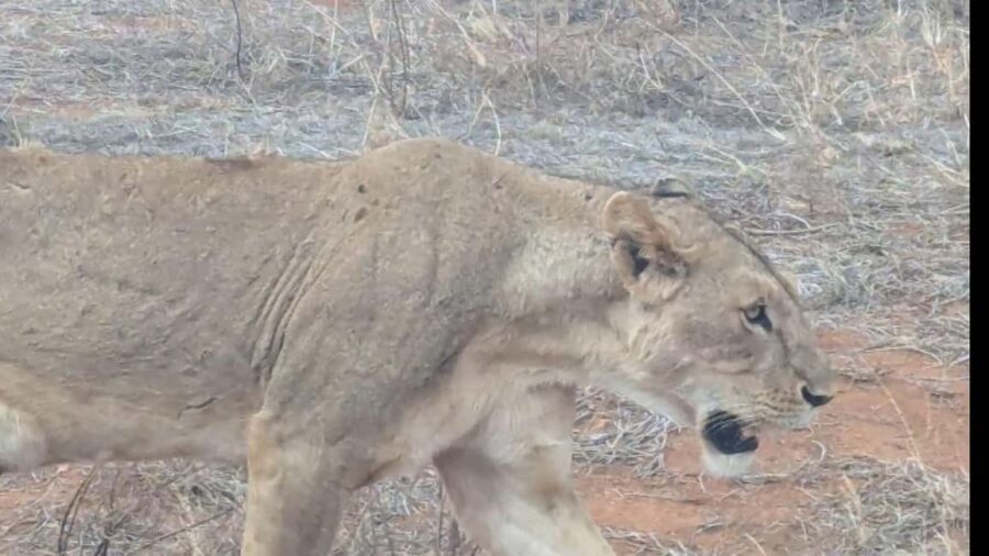 From Mombasa/Diani: 3-Day Tsavo East and Amboseli Safari - Starting Point: Mombasa or Diani