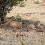 From Mombasa/Diani Beach: Tsavo East National Park Day Trip - Who Is This Tour Best For?
