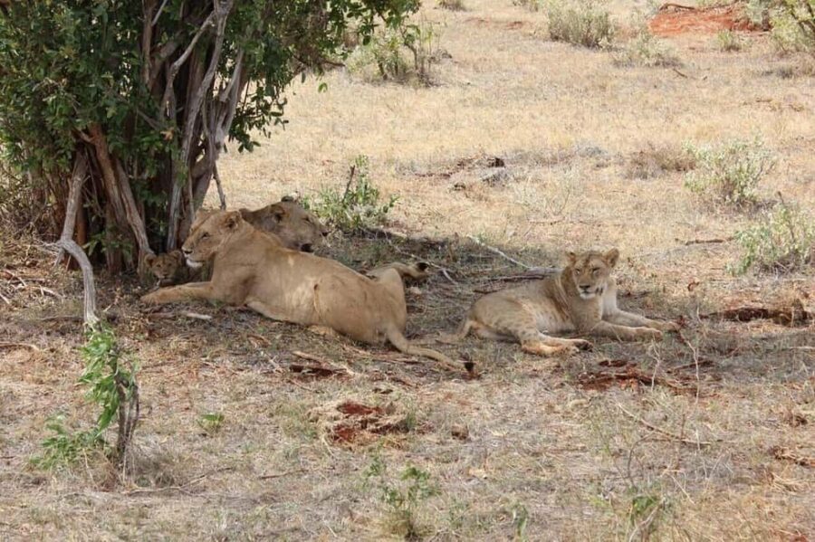 From Mombasa/Diani Beach: Tsavo East National Park Day Trip - Who Is This Tour Best For?