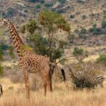 From Mombasa/Diani: Tsavo East National Park Day Trip - Aruba Dam: A Wildlife Hotspot