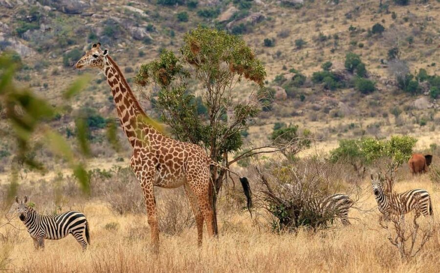 From Mombasa/Diani: Tsavo East National Park Day Trip - Aruba Dam: A Wildlife Hotspot