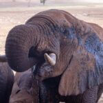 From Mombasa/Diani:3-Day Tsavo East-Tsavo West Parks safari - The Practical Side: What’s Included and What’s Not