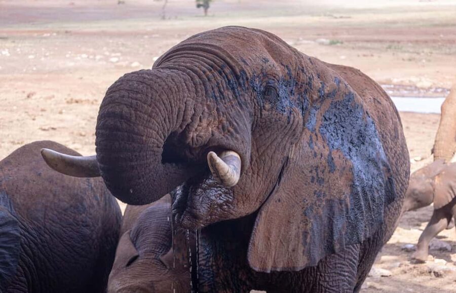 From Mombasa/Diani:3-Day Tsavo East-Tsavo West Parks safari - The Practical Side: What’s Included and What’s Not