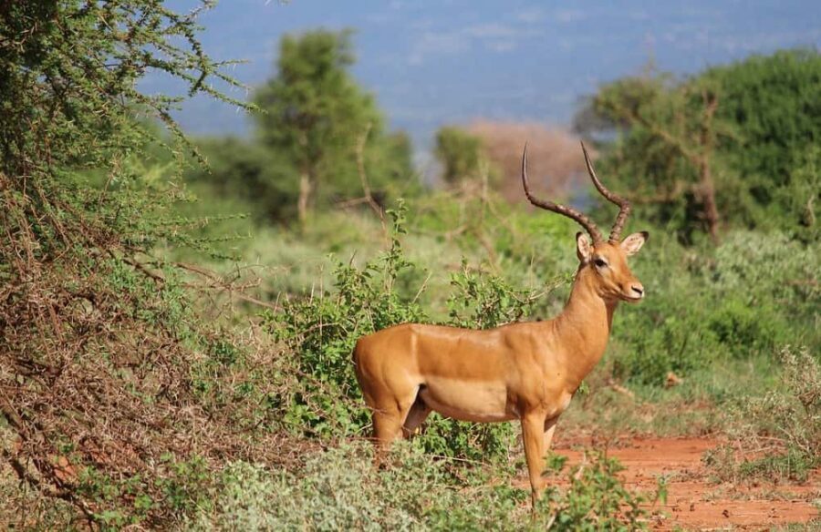 From Mombasa or Diani: Tsavo East National Park Day Trip - What Makes This Tour Stand Out?