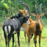 From mombasa: Shimba Hills National Reserve Day Safari - Transport, Group Size, and Practicalities