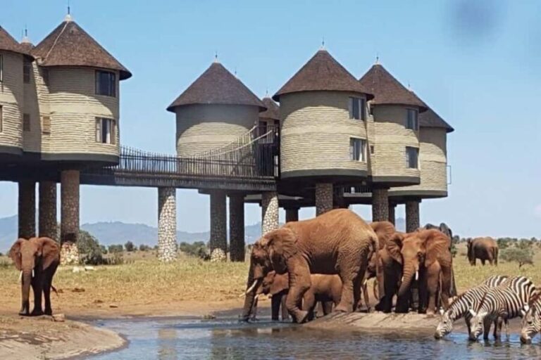 From Mombasa:5 Days Tsavo East,West and Saltlick Lodge safar - Transportation and Accommodation