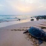 From Muscat: 2-Days, 1 Night in Ras Al Hadd - Who Will Love This Tour?