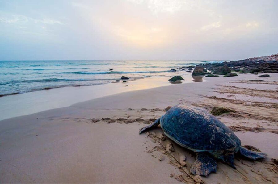 From Muscat: 2-Days, 1 Night in Ras Al Hadd - Who Will Love This Tour?