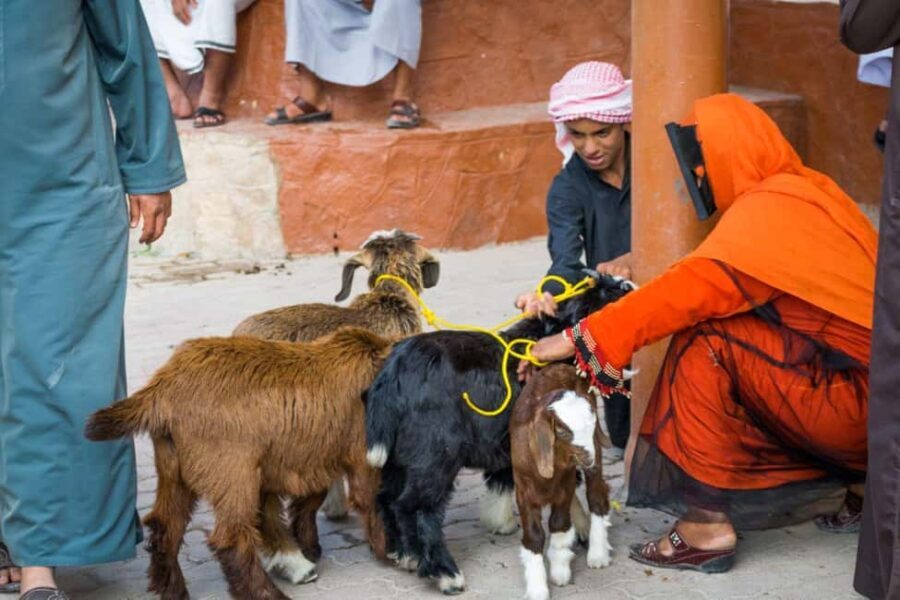 From Muscat: 3-Days Nizwa, Desert, Turtle, Wadi Shab - Practical Details and Overall Value