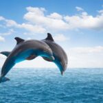From Muscat: Discover Dolphins Day Trip - The Itinerary Breakdown
