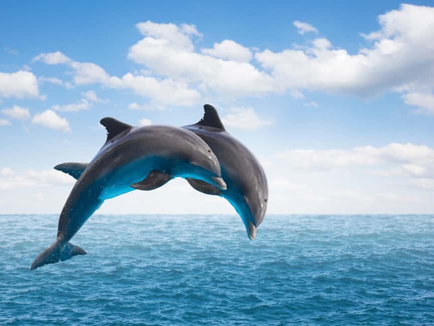 From Muscat: Discover Dolphins Day Trip - The Itinerary Breakdown