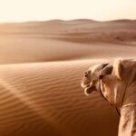 From Muscat:Wahiba Sands & WadiBani Khalid Desert Experience - Practical Details & Value