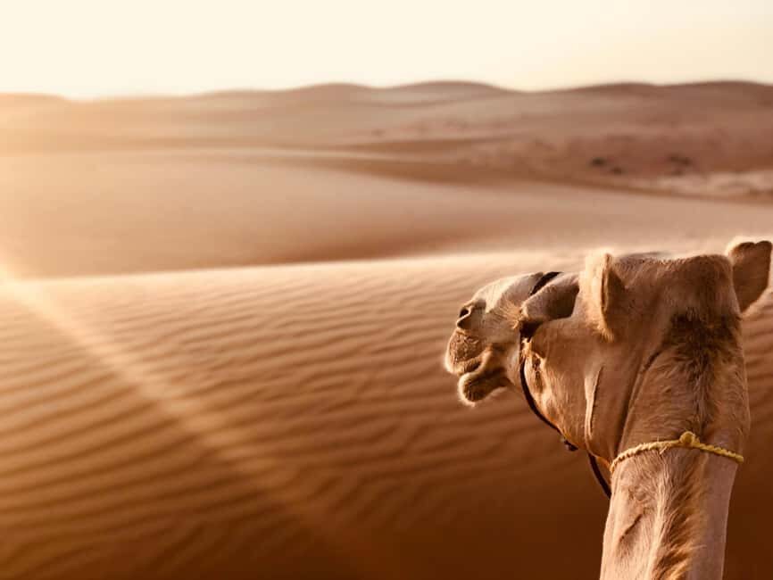 From Muscat:Wahiba Sands & WadiBani Khalid Desert Experience - Practical Details & Value
