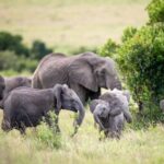 From Nairobi: 10-Day Kenya and Tanzania Classic Safari - Exploring the Masai Mara