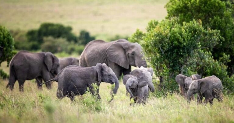 From Nairobi: 10-Day Kenya and Tanzania Classic Safari - Exploring the Masai Mara
