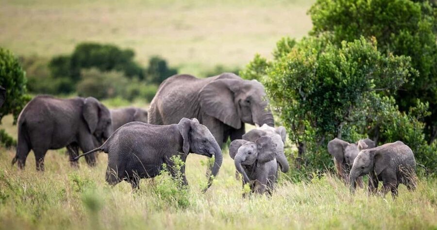 From Nairobi: 10-Day Kenya and Tanzania Classic Safari - Exploring the Masai Mara