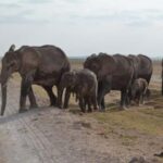 From Nairobi: 11-Day Kenya and Tanzania Wildlife Safari - What We Loved About This Safari