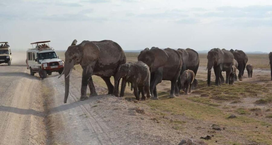 From Nairobi: 11-Day Kenya and Tanzania Wildlife Safari - What We Loved About This Safari