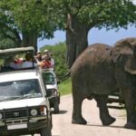 From Nairobi: 15-Day Kenya and Tanzania Safari with Zanzibar - Who Is This Tour Best For?
