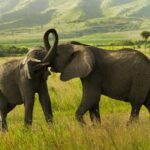 From Nairobi: 2-Day Amboseli National Park Safari - What to Expect on the 2-Day Amboseli Safari